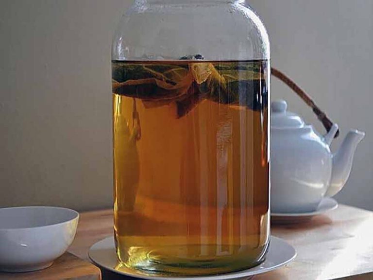 Kombucha zelf maken · kombucha recept Kombucha SCOBY kopen
