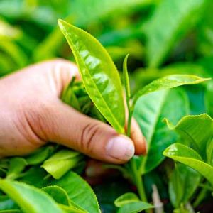 Camellia sinensis theeplant