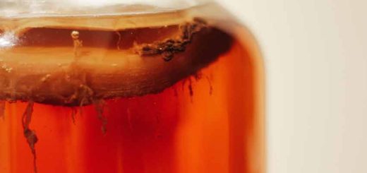 Kombucha online kopen