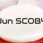Wat is Jun Kombucha? jun-scoby