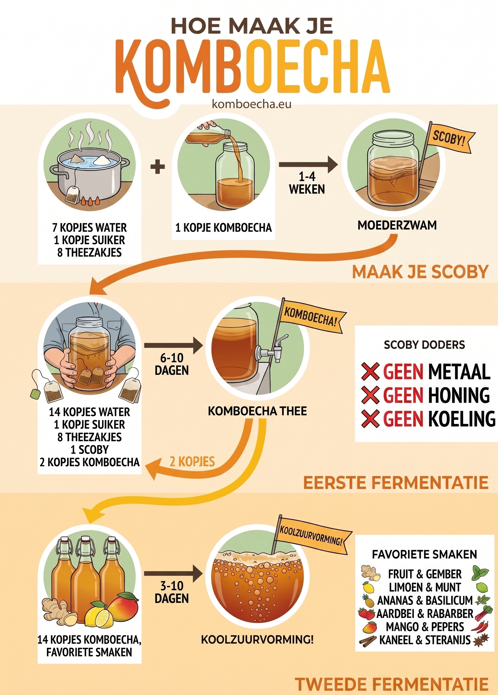Infographic stappenplan zelf kombucha maken met SCOBY en beugelflessen